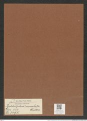Biddulphia ? crenulata Walker (de-Toni-Nr.: Genus 123, Species 3495) Zeichnungen Sammlung Grunow Mappe 03687 (Herbarium_W_Grunow_drawings_Folder_03687)